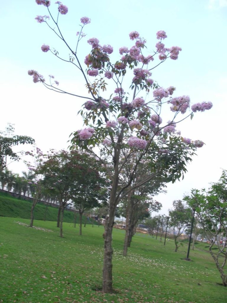 Cây kèn hồng 1